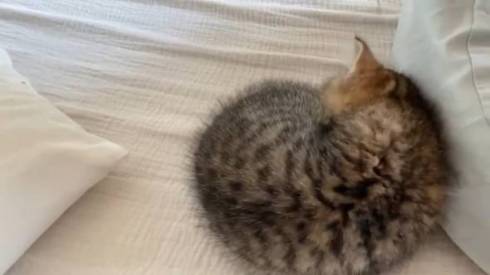 子猫 くっついて寝たい どんぐり君