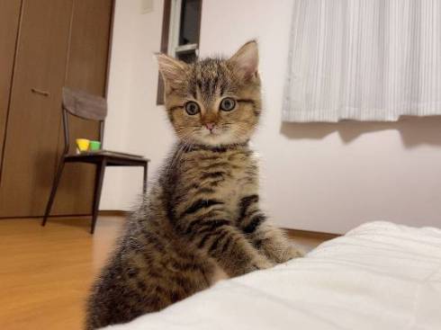 子猫 くっついて寝たい どんぐり君