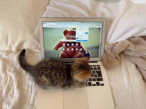 子猫 くっついて寝たい どんぐり君