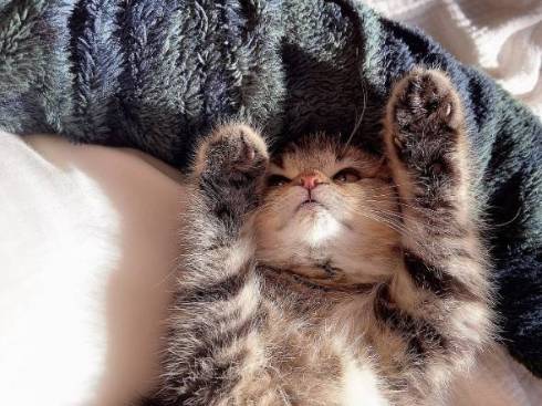 子猫 くっついて寝たい どんぐり君