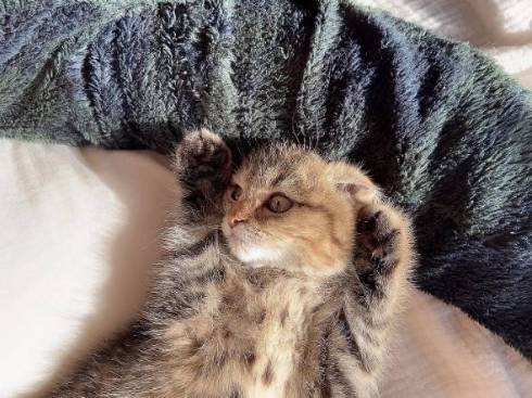 子猫 くっついて寝たい どんぐり君