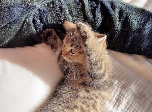 子猫 くっついて寝たい どんぐり君