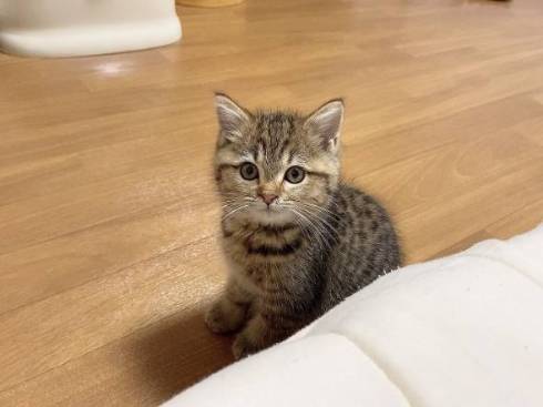 子猫 くっついて寝たい どんぐり君