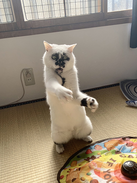 ヒイイなミーちゃん
