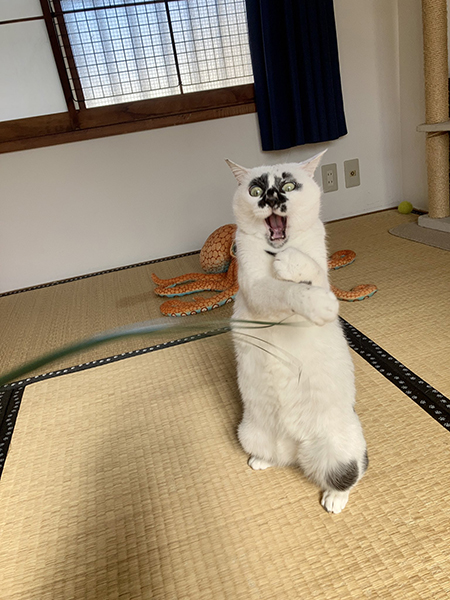 イヤァァなミーちゃん