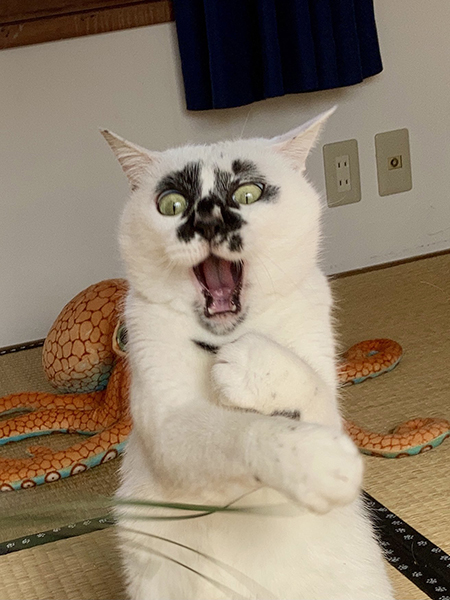 イヤァァなミーちゃんアップ