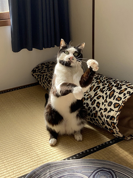 しゅわっちてんてんくん