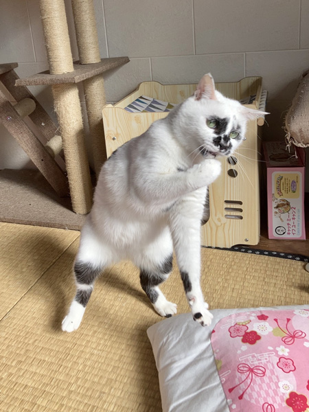あらだやミーちゃん