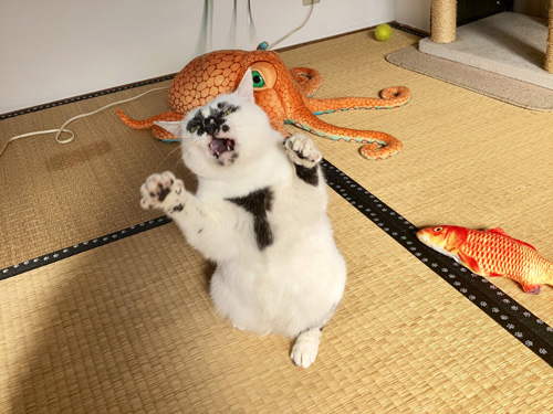 にゃおーミーちゃん
