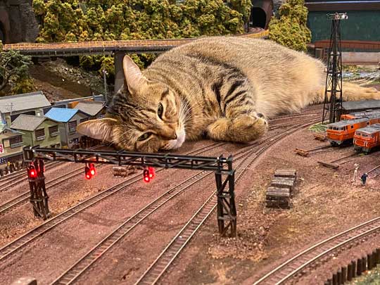 ジオラマ猫