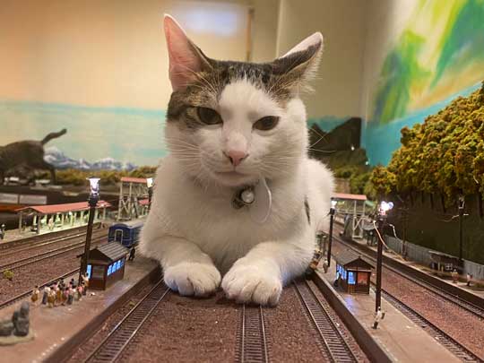 猫 お母さん 寝ている 列車 運休 ジオラマ 食堂 巨大 保護猫