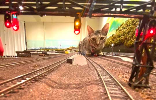 猫 お母さん 寝ている 列車 運休 ジオラマ 食堂 巨大 保護猫