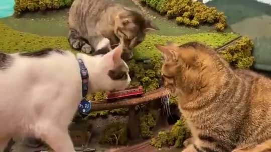 猫 お母さん 寝ている 列車 運休 ジオラマ 食堂 巨大 保護猫