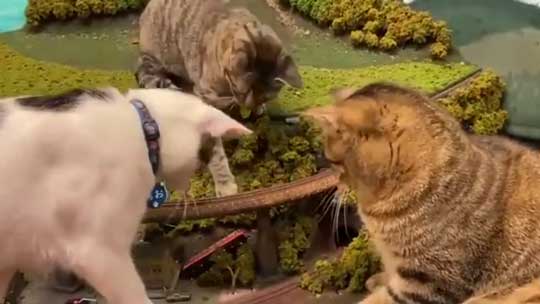 猫 お母さん 寝ている 列車 運休 ジオラマ 食堂 巨大 保護猫