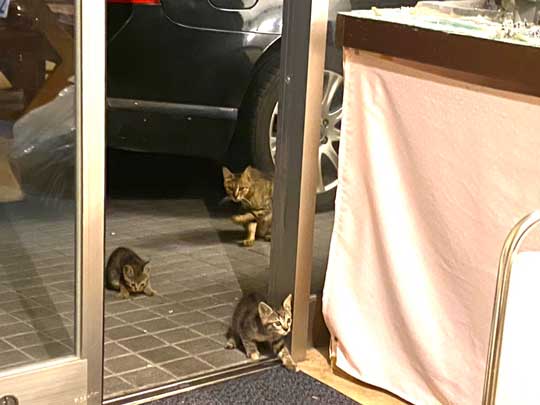 猫 お母さん 寝ている 列車 運休 ジオラマ 食堂 巨大 保護猫