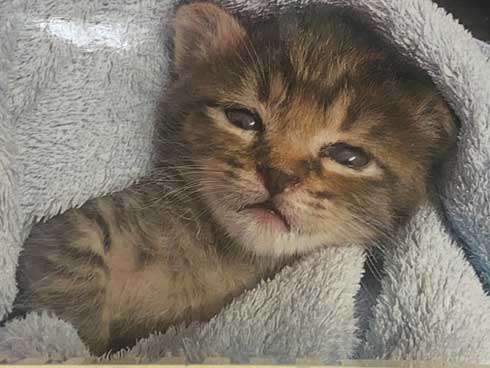 猫 お母さん 寝ている 列車 運休 ジオラマ 食堂 巨大 保護猫