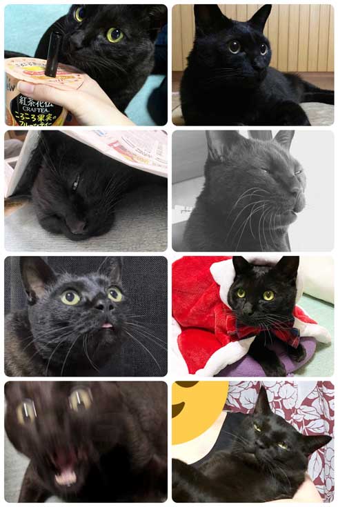 水 飲んでほしい 飼い主 不条理 猫 黒猫ろんと暮らしたら 漫画 AKR