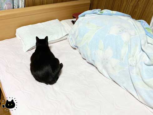 水 飲んでほしい 飼い主 不条理 猫 黒猫ろんと暮らしたら 漫画 AKR