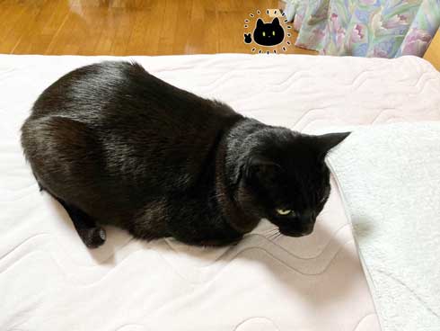 水 飲んでほしい 飼い主 不条理 猫 黒猫ろんと暮らしたら 漫画 AKR