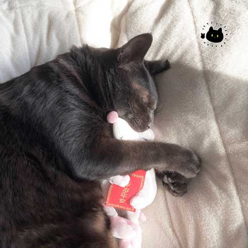 水 飲んでほしい 飼い主 不条理 猫 黒猫ろんと暮らしたら 漫画 AKR