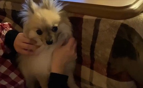 なでろハラスメントのワンちゃん