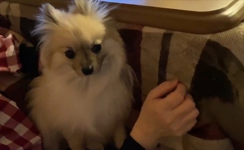 なでろハラスメントのワンちゃん