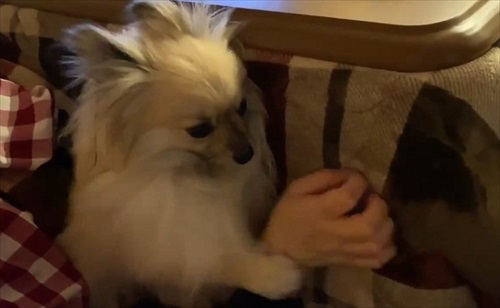 なでろハラスメントのワンちゃん