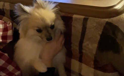 なでろハラスメントのワンちゃん