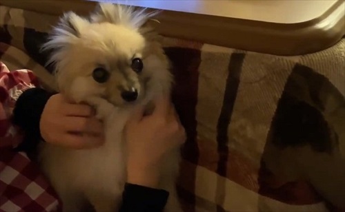 なでろハラスメントのワンちゃん