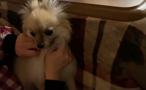 なでろハラスメントのワンちゃん