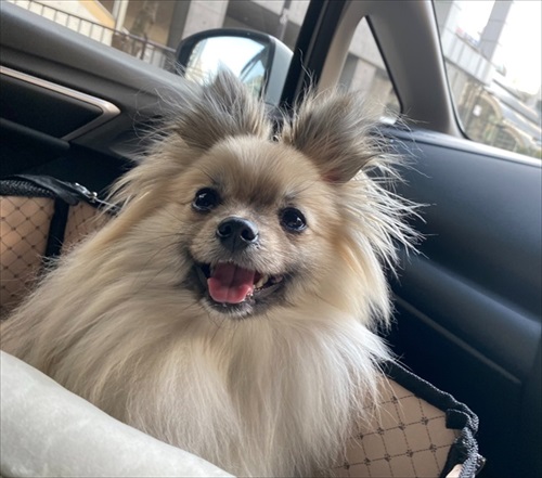 なでろハラスメントのワンちゃん