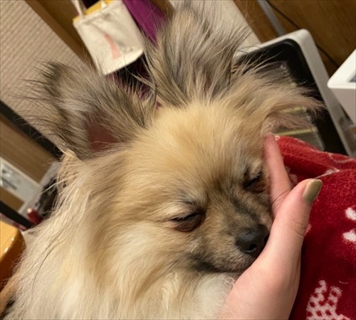 なでろハラスメントのワンちゃん