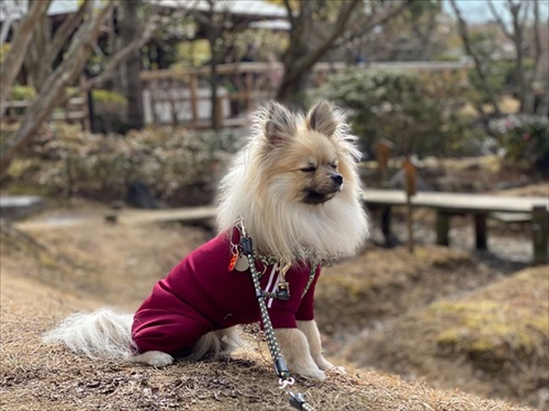 なでろハラスメントのワンちゃん