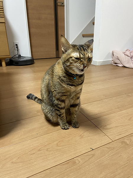 悪い顔佳乃さん