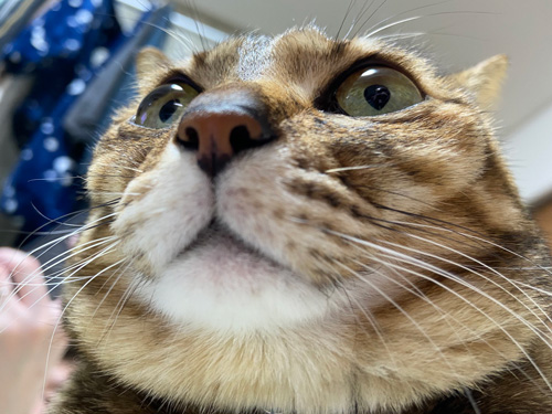 ジャバザハット佳乃さん