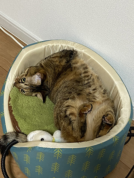 ベッドで謎の形状になる佳乃さん