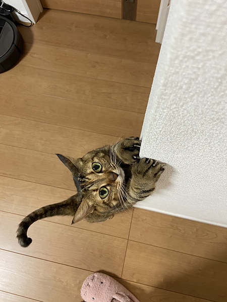 壁紙はがし佳乃さん