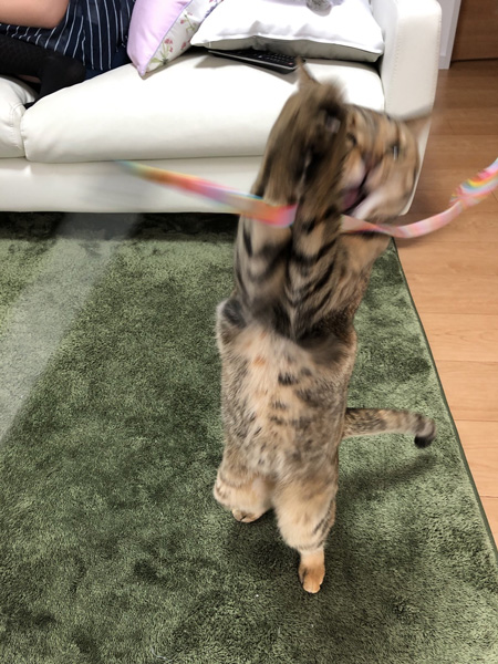 キャッチ失敗佳乃さん