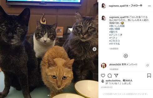杉本彩 愛猫