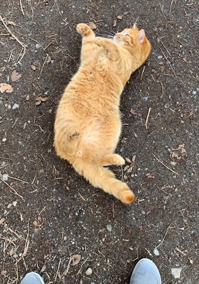 走ってきて膝に乗った猫ちゃん