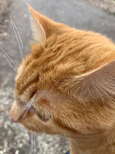 走ってきて膝に乗った猫ちゃん