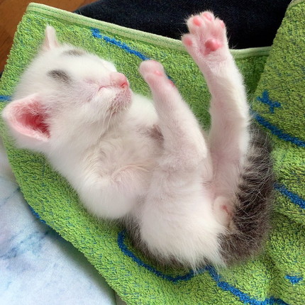 まろ眉の子ネコ