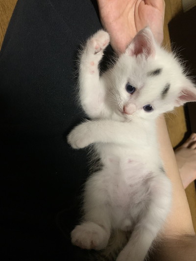 まゆげがかわいすぎまろちゃん