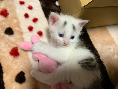 まゆげがかわいすぎまろちゃん