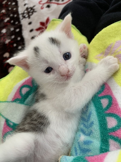 まゆげがかわいすぎまろちゃん