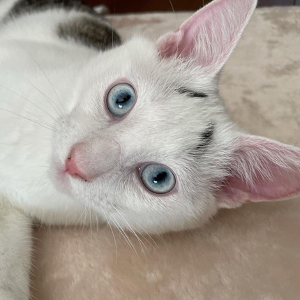 美しく成長したまろちゃん