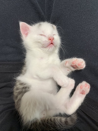 小さいころのまろちゃん