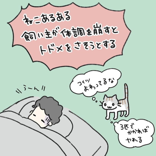 取り囲むネコちゃんたち