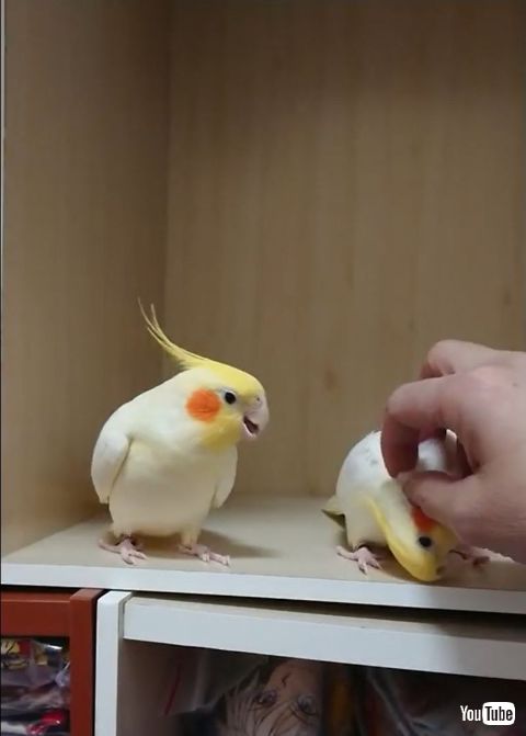 Battle for Attention