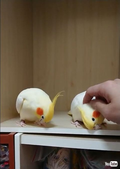 Battle for Attention